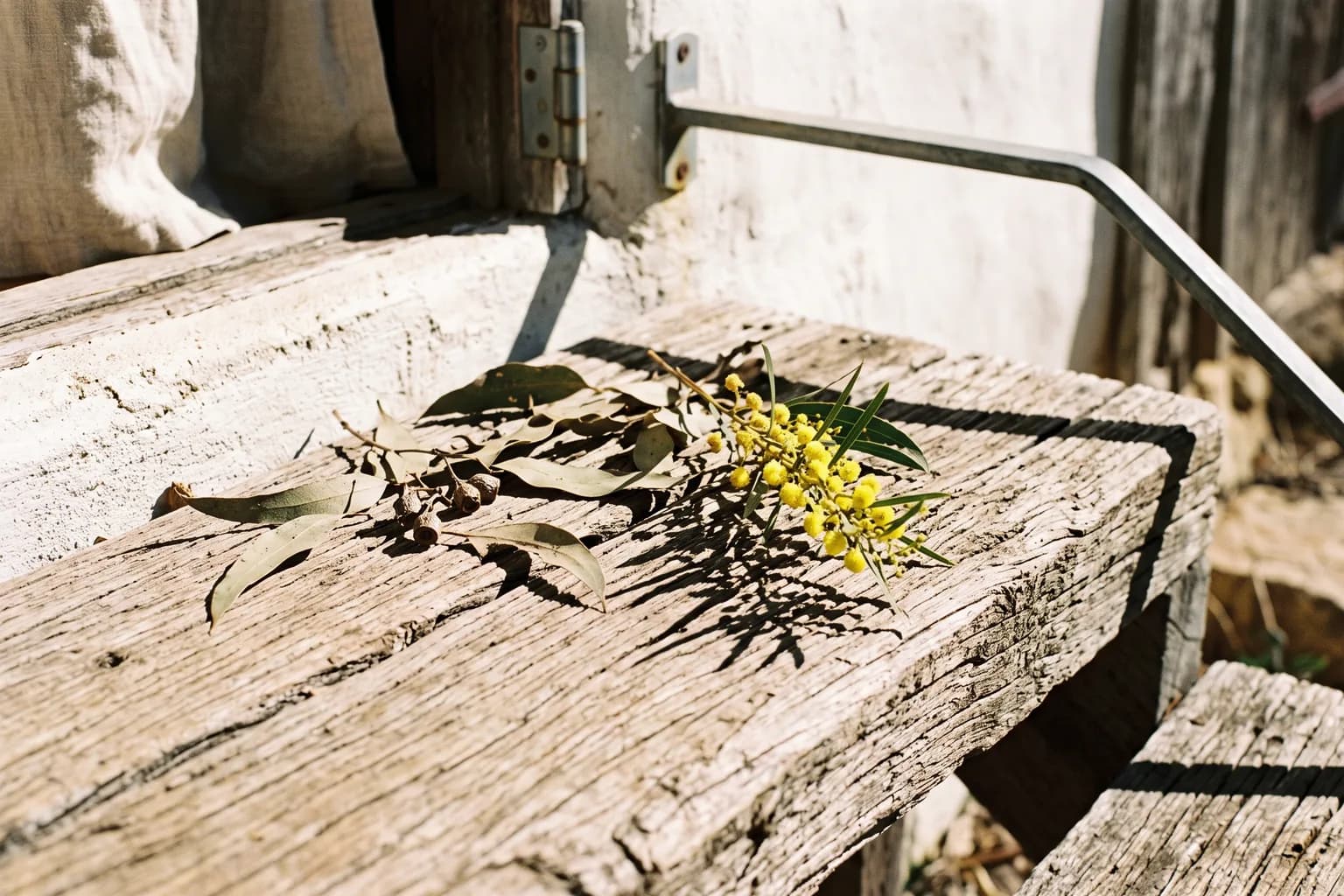 Eucalyptus leaves and a sprig of wattle lying where they fell on a sun-bleached timber step outside, the shadow of the leaves sharper than the leaves themselves